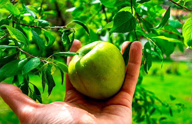 oczyszczanie wątroby na jabłkach