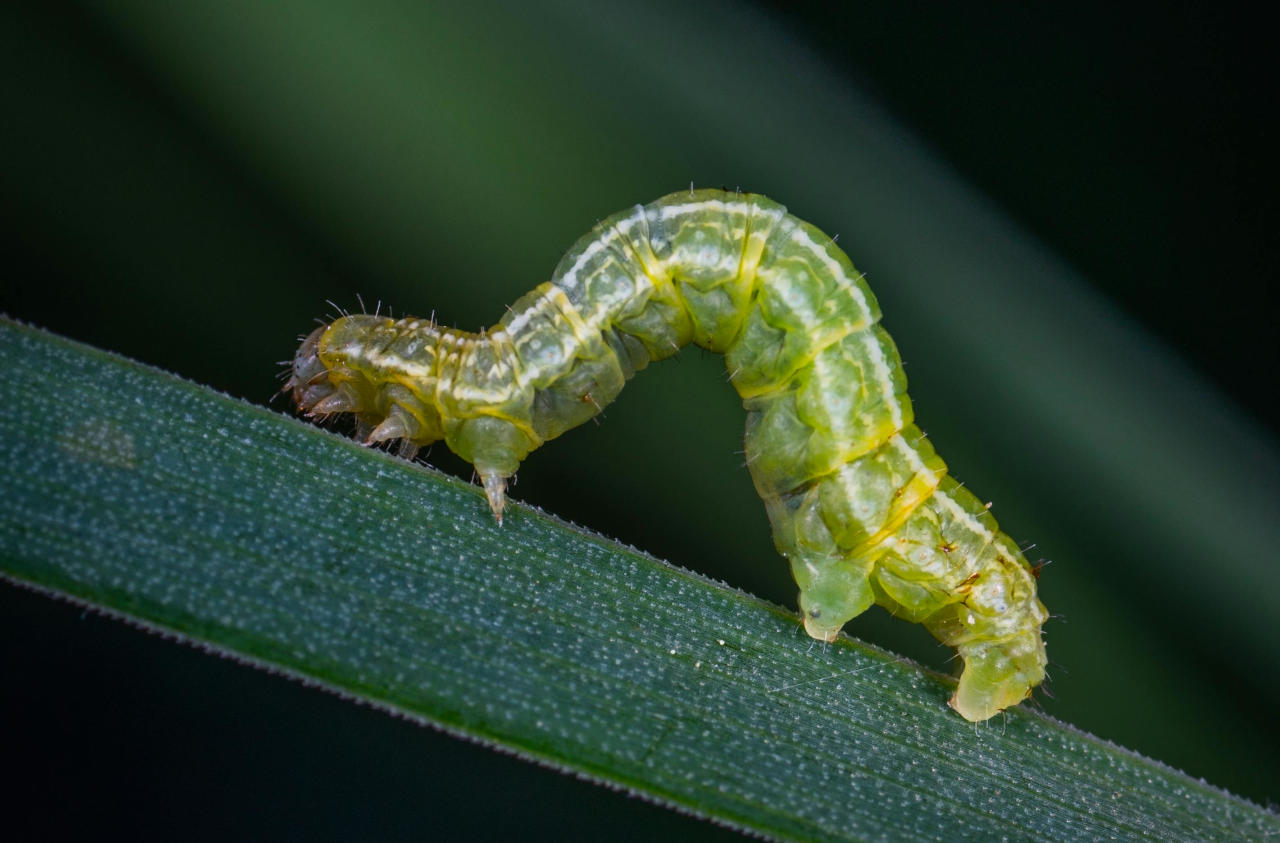Robaki - jeść czy nie jeść